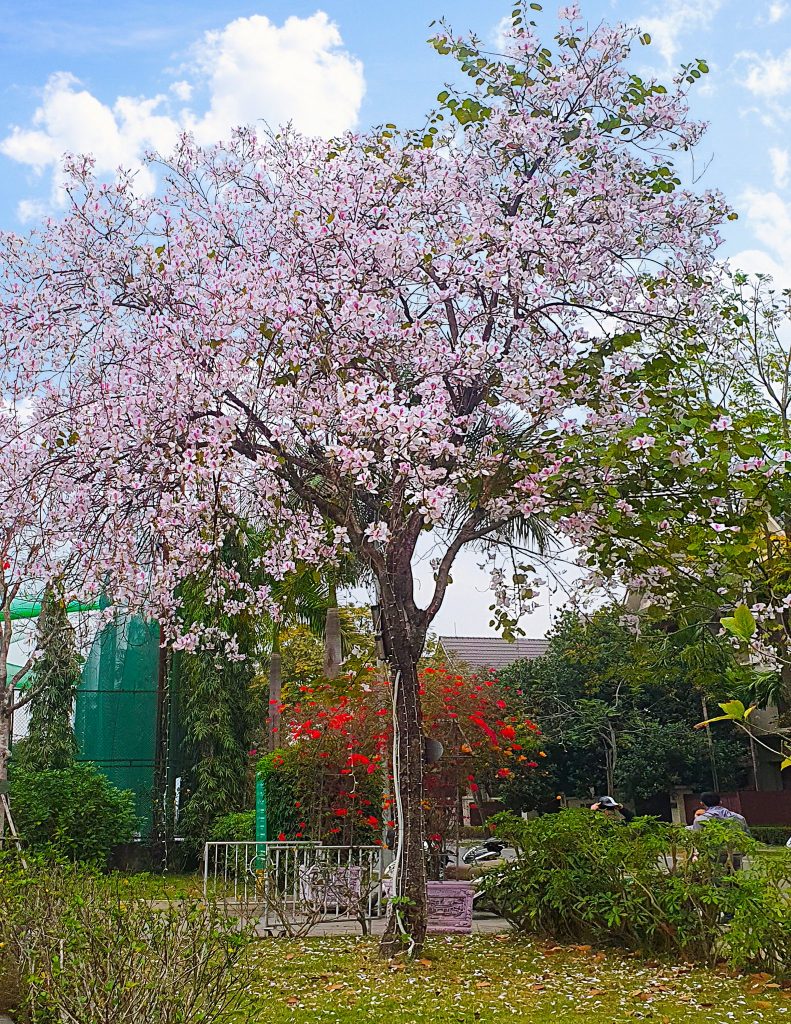 Hoa ban nở rực rỡ một góc trời