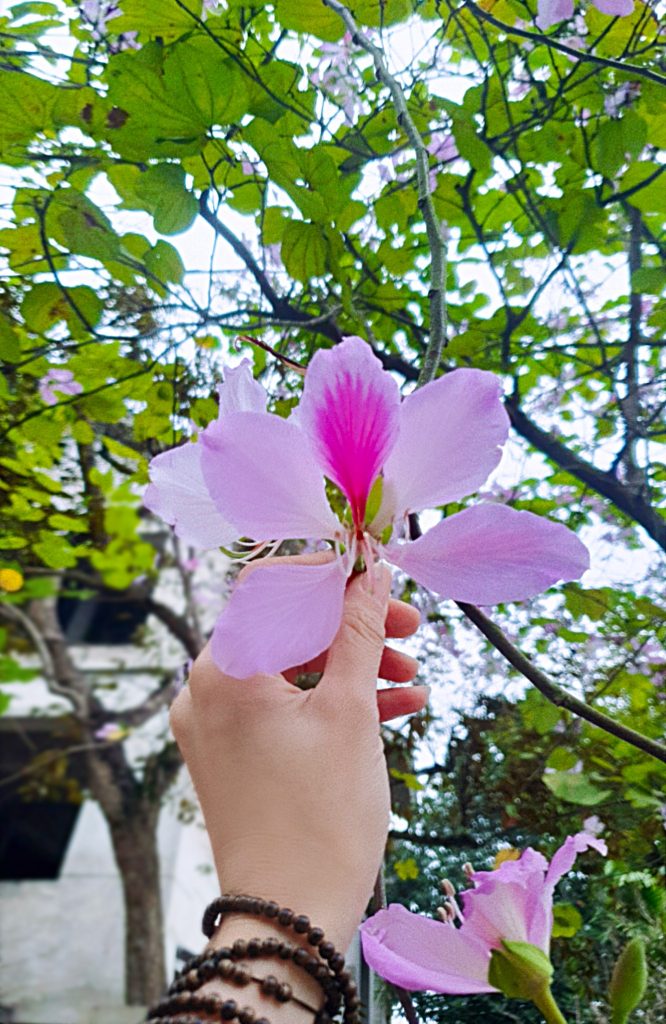 Sắc hoa ban đẹp đến nao lòng
